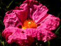 Large Pink Wildflower Large%20Pink%20Wildflower (thumbnail)