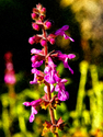 Delicate Flowers Delicate%20Flowers (thumbnail)