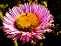 Ice Plant Flower Ice%20Plant%20Flower (thumbnail)