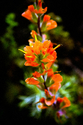 Indian Paintbrush Indian%20Paintbrush (thumbnail)
