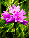Pink Goblets Pink%20Goblets (thumbnail)