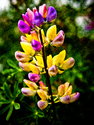 Lupine Lupine (thumbnail)