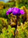 Two Stems Two%20Stems (thumbnail)