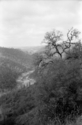 Pat Collins - Tree on a Hill