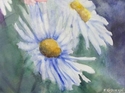 Daisies