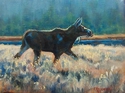 Moose on the Loose
