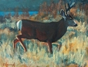 Mule Deer Buck