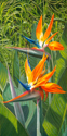 Birds%20of%20Paradise (thumbnail)