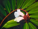 Spiral%20Costus (thumbnail)
