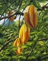 Carambola%20Glow (thumbnail)