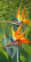 Birds%20of%20Paradise%20-%20Matted%20Mini-prints (thumbnail)