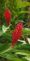 %27Awapuhi%20%27Ula%27ula%20-%20Red%20Ginger%20-%20Matted%20Mini-prints (thumbnail)