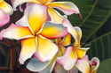 Rainbow%20Plumerias%20in%20the%20Rain%20-%20Matted%20mini-print (thumbnail)