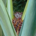 Baby%20Pineapple (thumbnail)