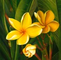 Puamelia%20Mele%20-%20Yellow%20Plumerias (thumbnail)