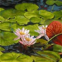Pink%20Water%20Lilies (thumbnail)