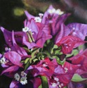 Fuchsia%20Bougainvillea (thumbnail)