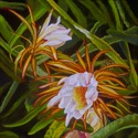 Dawn%20Cereus%20II (thumbnail)