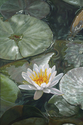 Lilia%20Ke%27oke%27o%20-%20Matted%20mini-print (thumbnail)