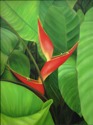 Dwarf%20Jamaican%20Heliconia (thumbnail)