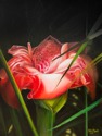 Torch%20Ginger%20Illumination (thumbnail)