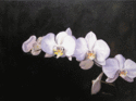 Phalaenopsis (thumbnail)