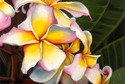 Rainbow%20Plumerias%20in%20the%20Rain (thumbnail)