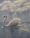 Swan
