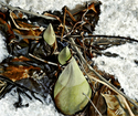 Painting--Oil-BotanicalWinter Thaw