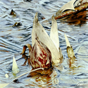 Painting--Oil-BotanicalThin Ice