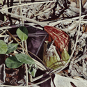 Painting--Oil-BotanicalSprouting Skunk Cabbage