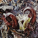 Painting--Oil-BotanicalSkunk Cabbage Spathes