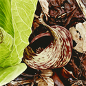 Painting--Oil-BotanicalSkunk Cabbage Flower