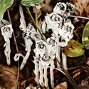 Painting--Oil-BotanicalGhost Plant