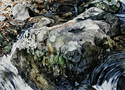 Painting--Oil-LandscapeSpring Rush