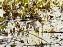 Painting--Oil-AbstractReflections in Silver Maple Swamp
