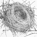Drawing--Pencil-BotanicalEmpty Nest #2