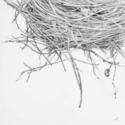Drawing--Pencil-BotanicalEmpty Nest #3