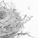 Drawing--Paper-BotanicalEmpty Nest #1