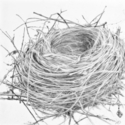 Drawing--Paper-BotanicalEmpty Nest #4