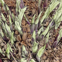 Drawing--Paper-BotanicalHosta Cluster