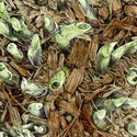 Patricia Parker - Botanical Drawing patricia dorr parker,patricia parker,patti parker,drawing,acrylic, hosta,garden,spring,botanical drawing - Botanical Drawing