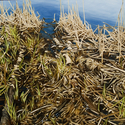 Painting--Oil-BotanicalReeds