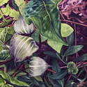 Painting--Oil-BotanicalJack in the Pulpit