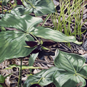 Painting--Oil-BotanicalPurple Trillium
