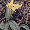 Painting--Oil-BotanicalTrout Lilly