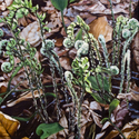 Painting--Oil-BotanicalFerns
