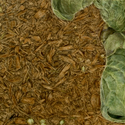 Drawing--Paper-BotanicalHosta Garden #3
