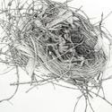 Drawing--Paper-BotanicalSparrow nest