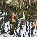 Painting--Oil-BotanicalGiclee Print: 